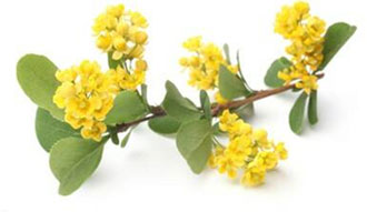 clinically-studied dose of Berberine