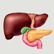 liver image1