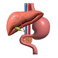 liver image3