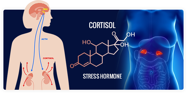 cortisol-image