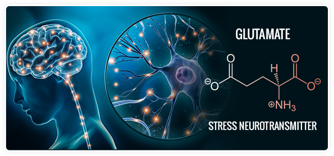 glutamate-image